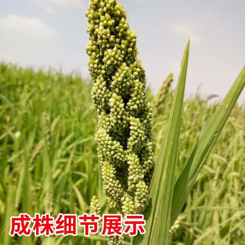 小米草种子稗子草雀叶稗种子养殖专用水草种子鱼虾蟹牧草种子