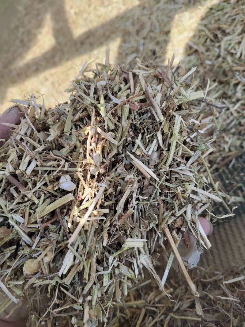 淮阳花生秧品质好质量有保证欢迎各位老板前来选购
