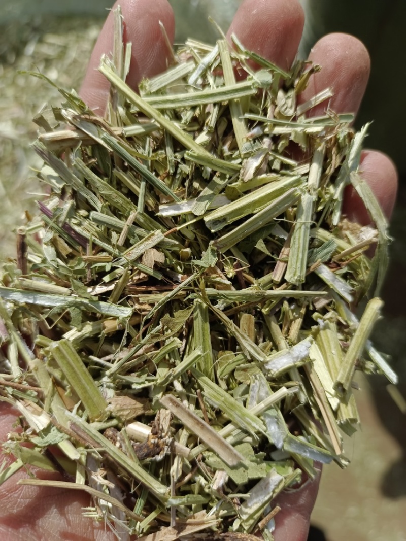 淮阳花生秧品质好质量有保证欢迎各位老板前来选购