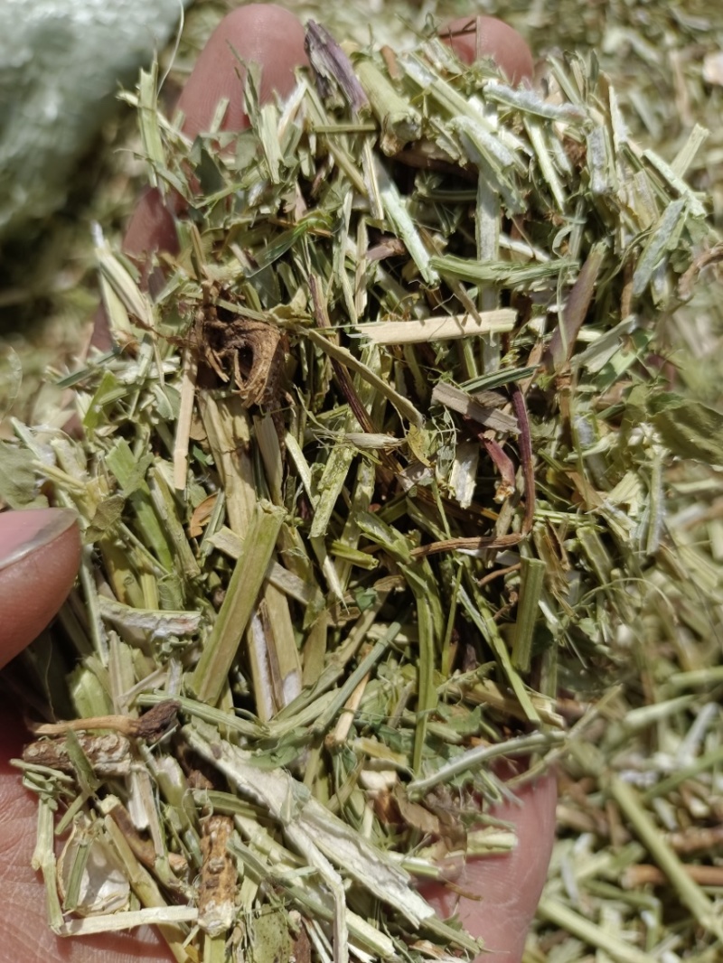 淮阳花生秧品质好质量有保证欢迎各位老板前来选购