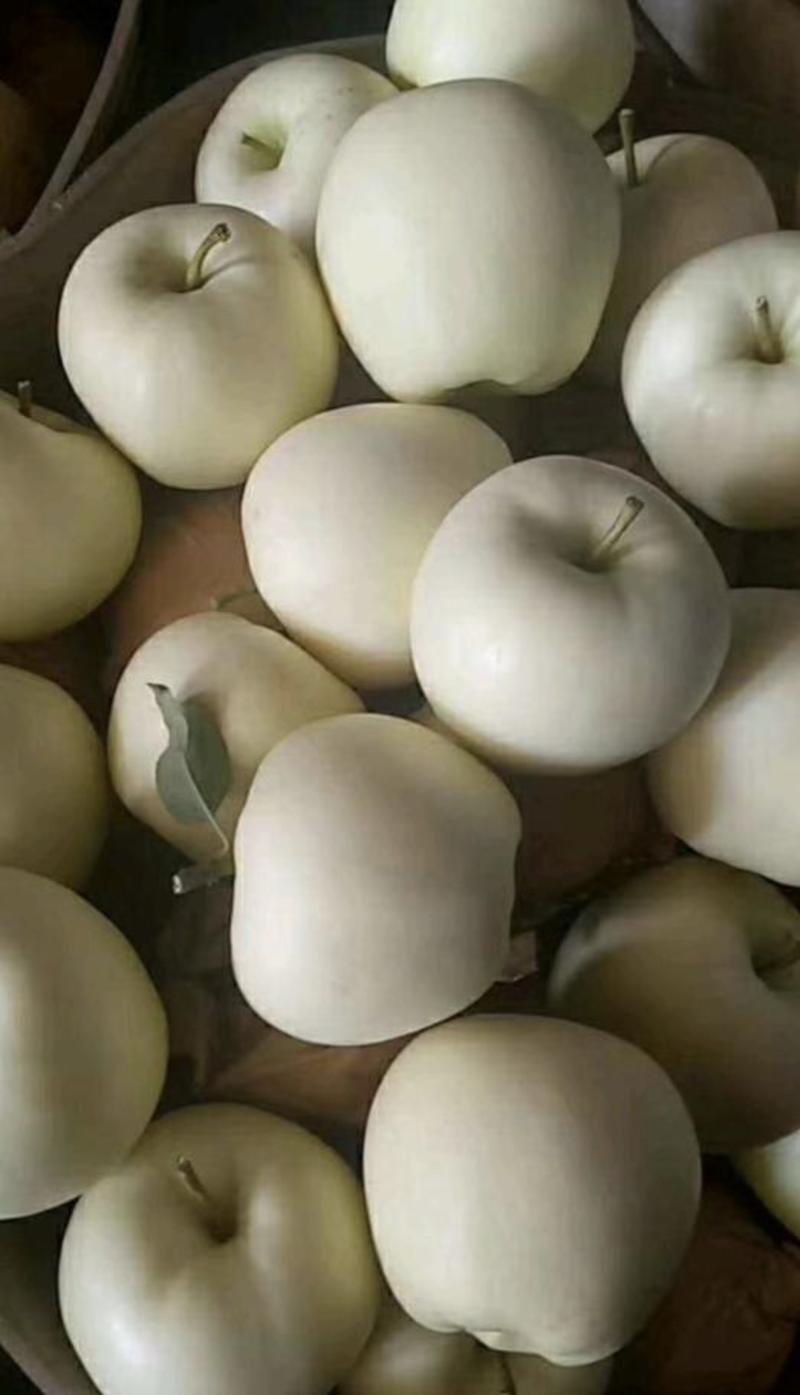 绥中苹果精品金帅黄元帅苹果大量上市中产地直供量大从优