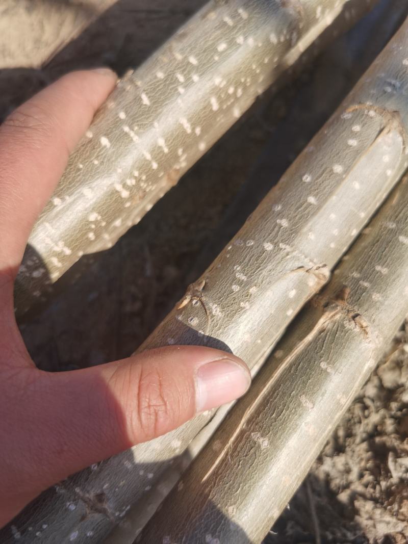 【推荐】大型杨树苗种植基地，107速生杨树苗，无絮杨树苗