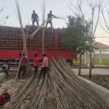 【推荐】大型杨树苗种植基地，107速生杨树苗，无絮杨树苗