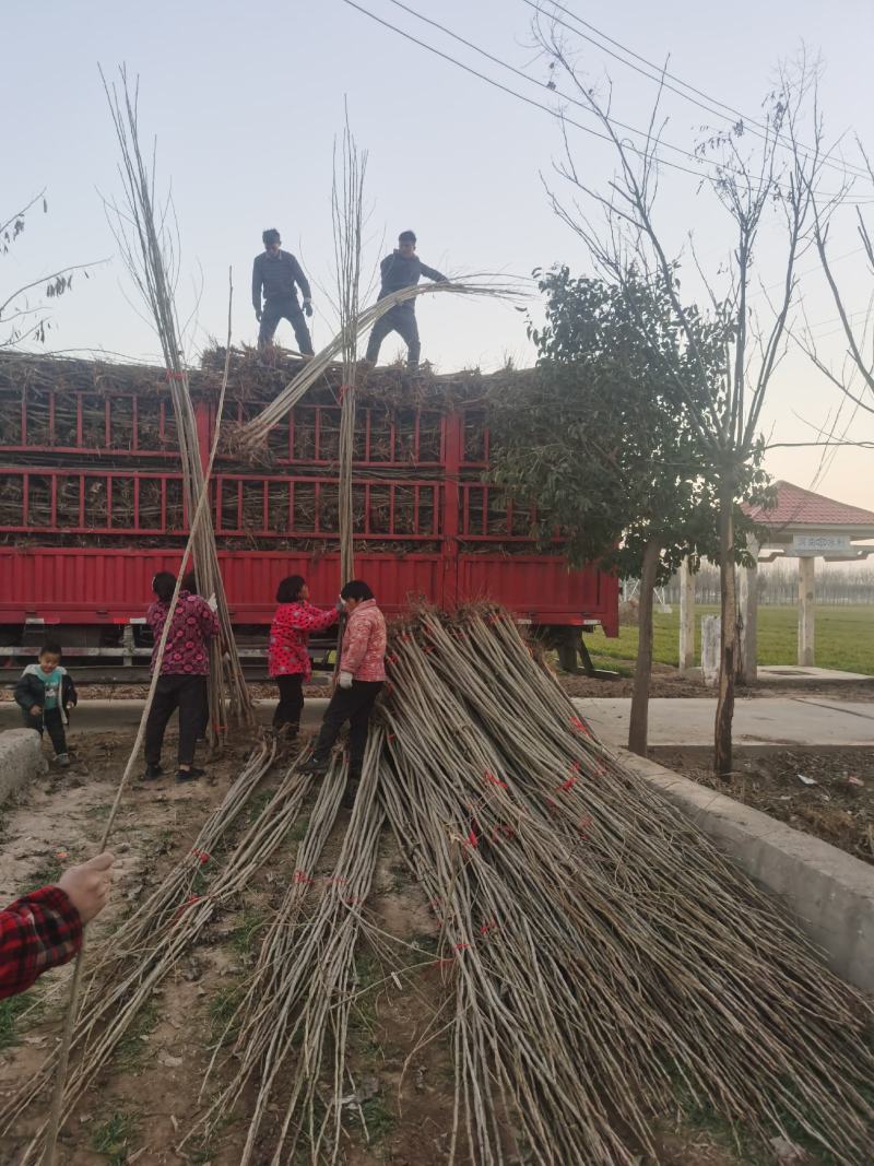 【推荐】大型杨树苗种植基地，107速生杨树苗，无絮杨树苗