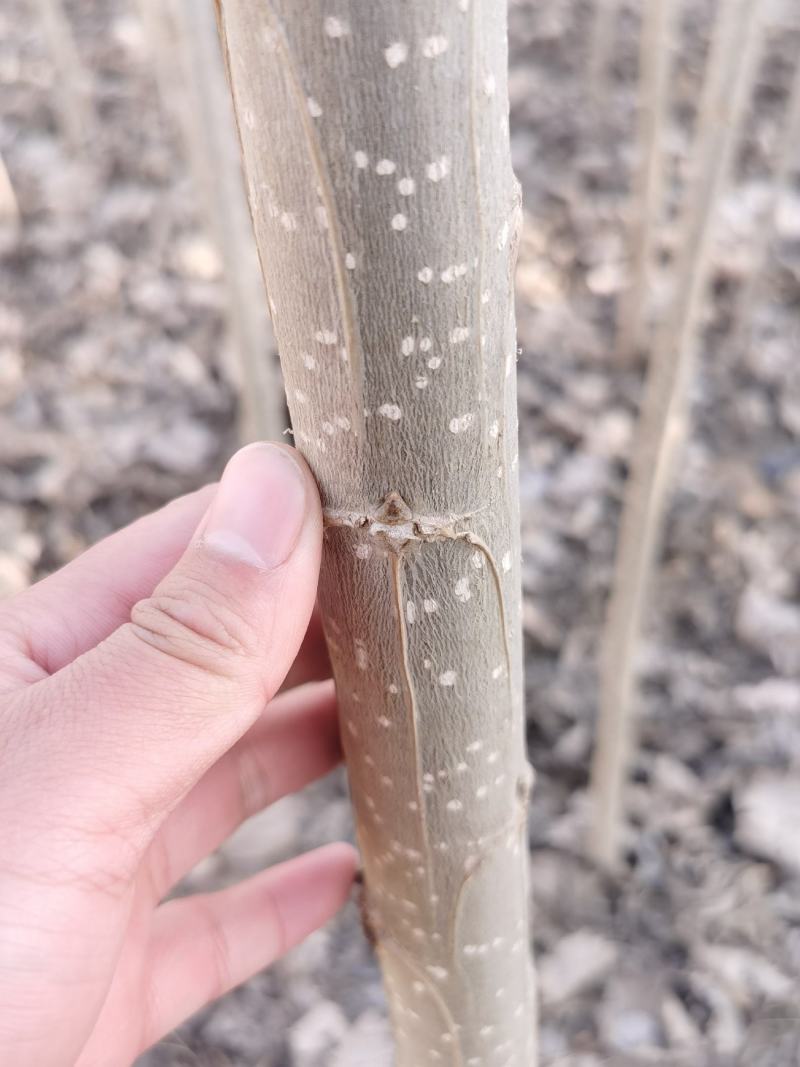 【推荐】大型杨树苗种植基地，107速生杨树苗，无絮杨树苗