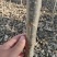 【推荐】大型杨树苗种植基地，107速生杨树苗，无絮杨树苗