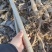 【推荐】大型杨树苗种植基地，107速生杨树苗，无絮杨树苗