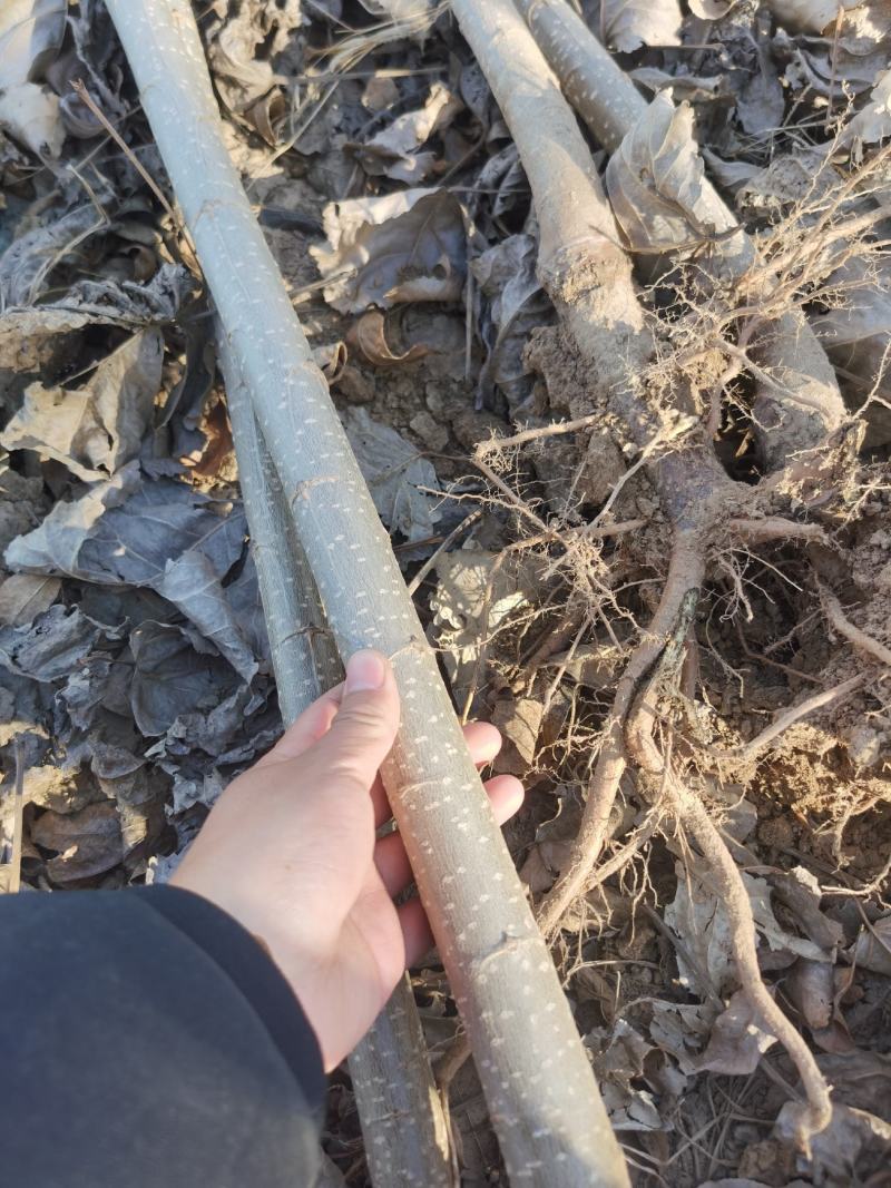 【推荐】大型杨树苗种植基地，107速生杨树苗，无絮杨树苗