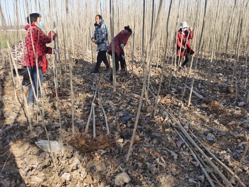 【推荐】大型杨树苗种植基地，107速生杨树苗，无絮杨树苗