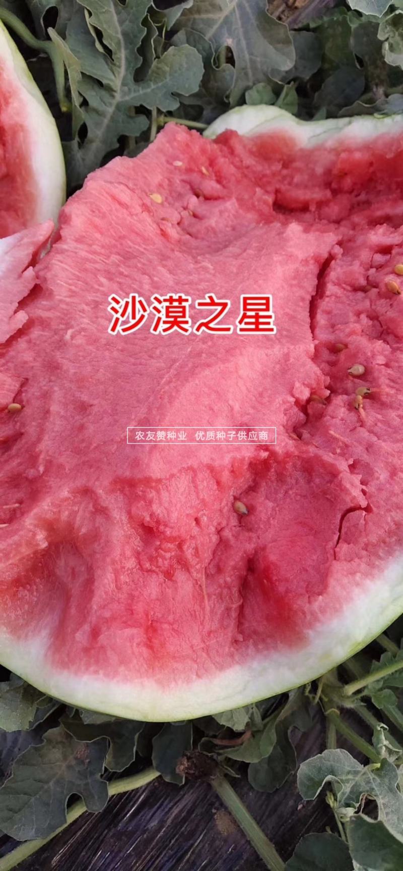 耐重茬沙漠之星西瓜种子大果型抗枯萎病硒沙瓜种子糖度高