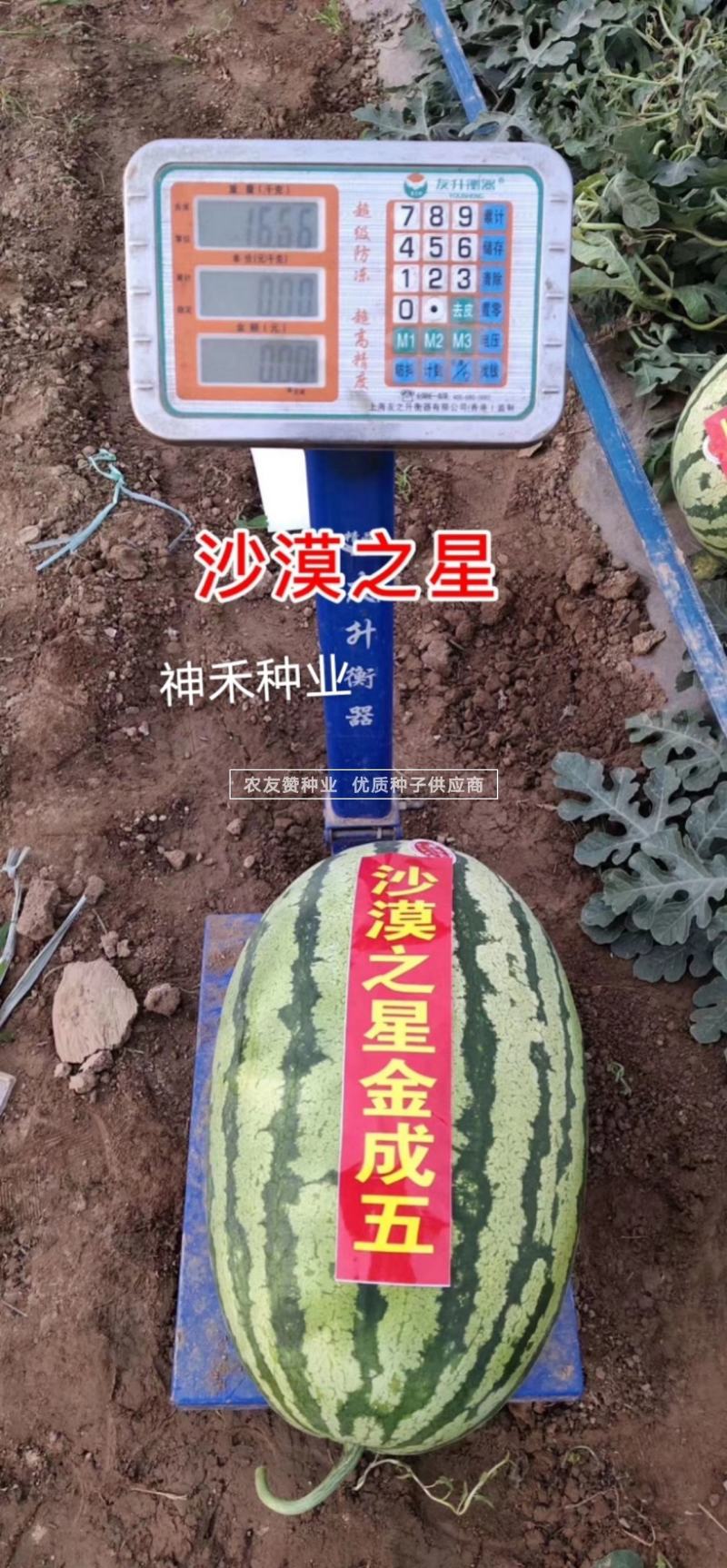 耐重茬沙漠之星西瓜种子大果型抗枯萎病硒沙瓜种子糖度高