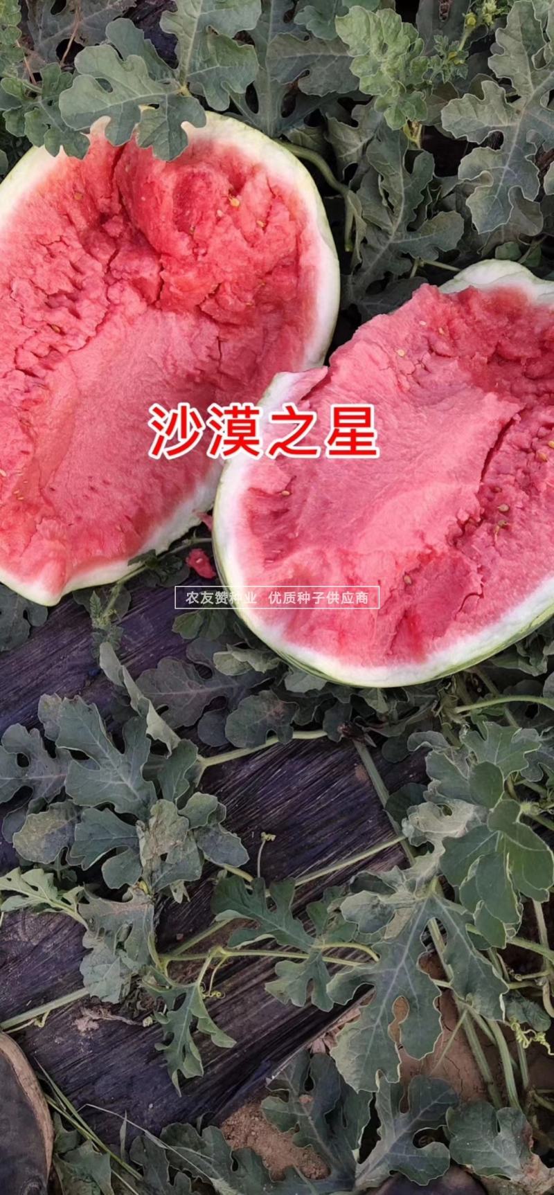 耐重茬沙漠之星西瓜种子大果型抗枯萎病硒沙瓜种子糖度高