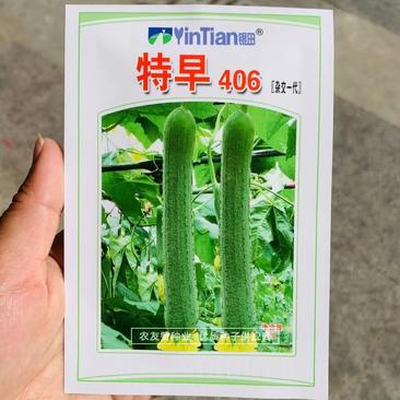 特早熟丝瓜种子特早406杂交一代丝瓜品种有瓜香好去皮