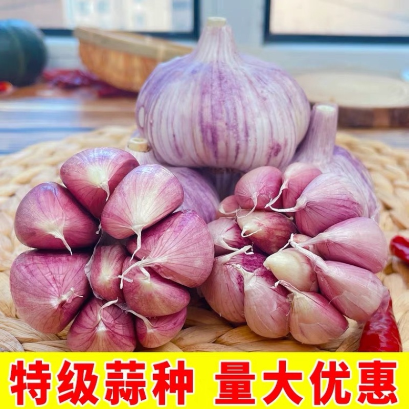 25年山东大蒜紫皮鲜蒜马上上市通货找收购商