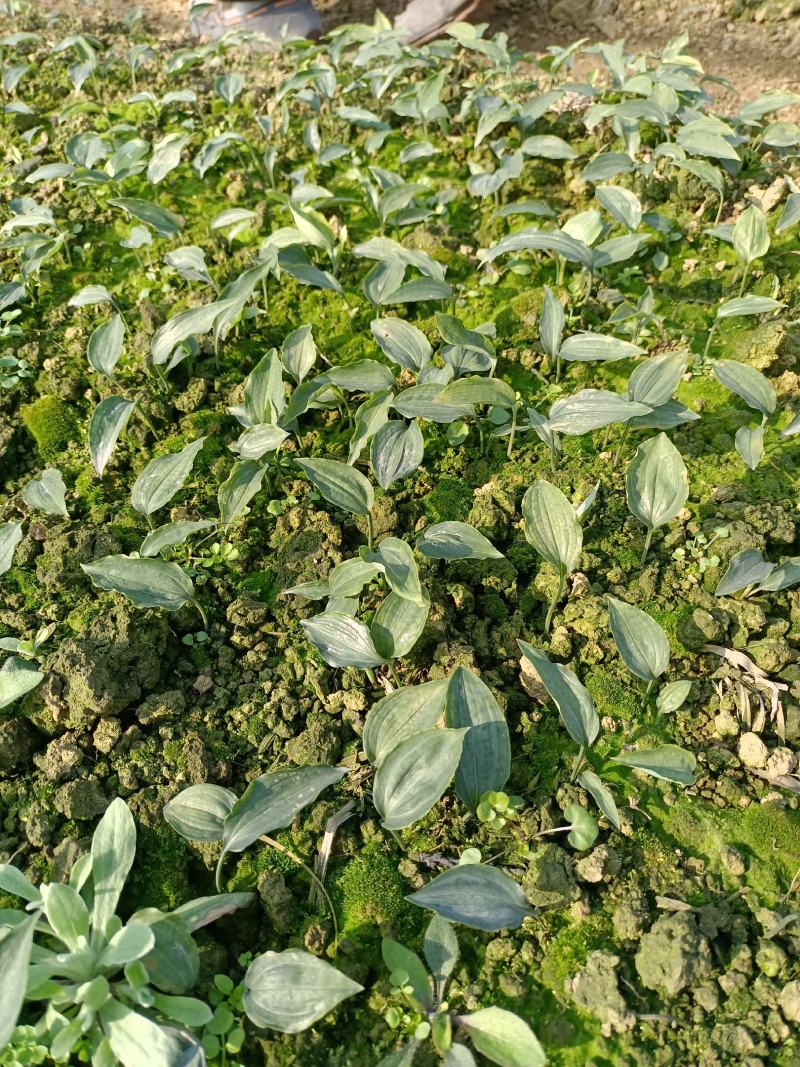 黄精种苗，四川多花姜型不倒苗甜黄精种苗老虎姜苗