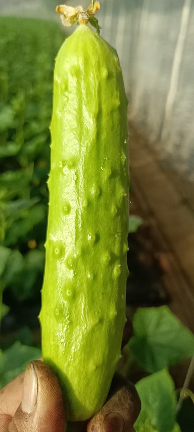 海阳白玉黄瓜