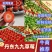 【丹东红颜草莓】精品九九草莓，现采现发，顺丰包邮坏果包赔