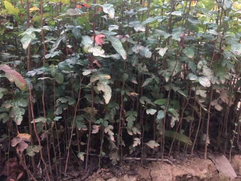 梨树苗棠梨树苗鸟梨苗实生苗包成活无坏苗大量供应