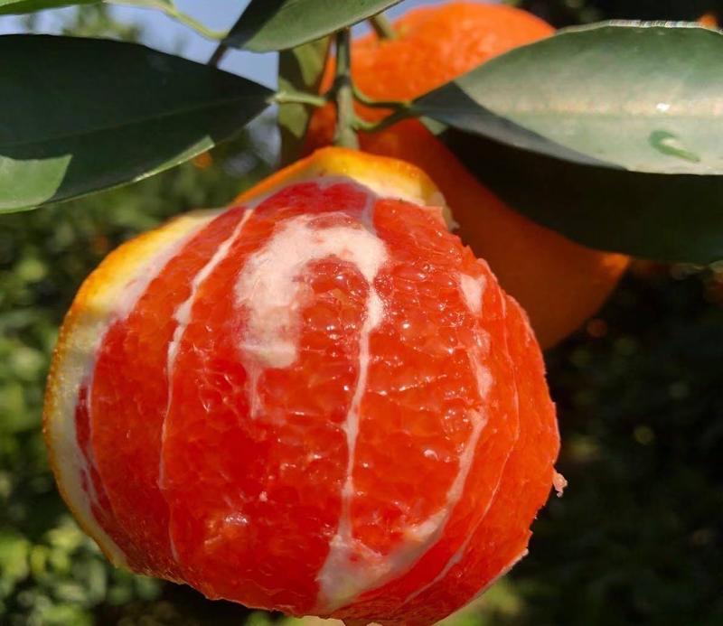 【中华红橙】橙子血橙中华红橙湖北血橙口感纯甜电商市场