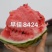 新疆早佳8424西瓜种子一代杂交品种早熟瓤色红商品性好