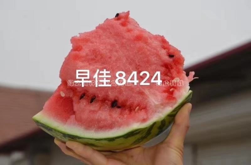 新疆早佳8424西瓜种子一代杂交品种早熟瓤色红商品性好