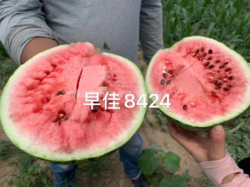 新疆早佳8424西瓜种子一代杂交品种早熟瓤色红商品性好