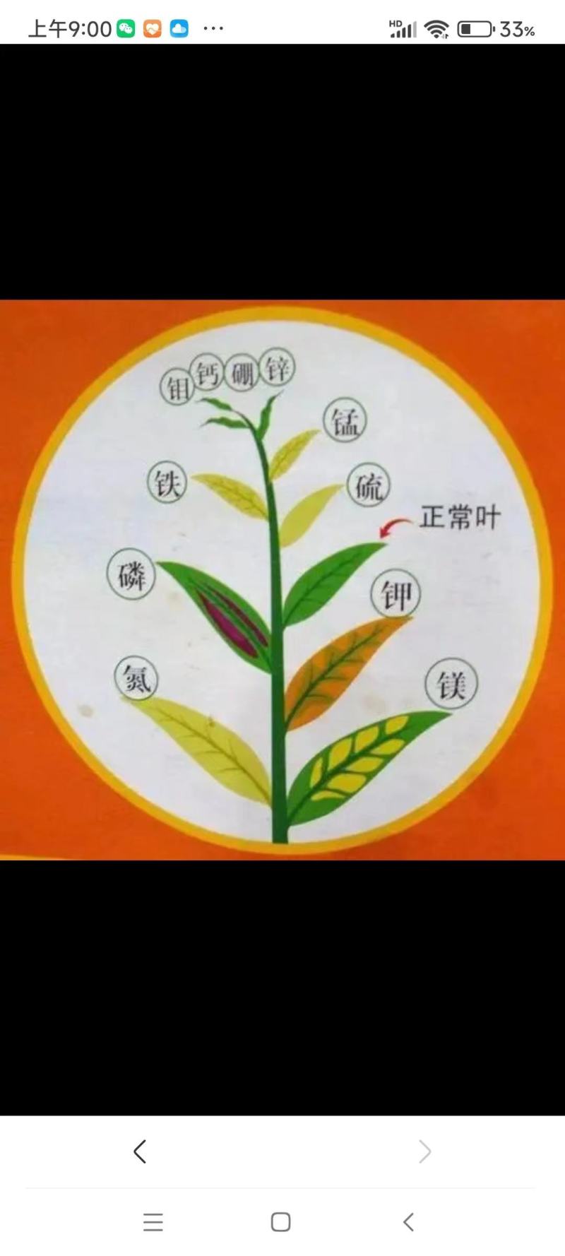 生物有机肥酵素羊粪有机质40活菌数2亿/克