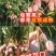 （包邮）海南贵妃芒果新鲜水果整箱当季热带正宗树上熟红金龙