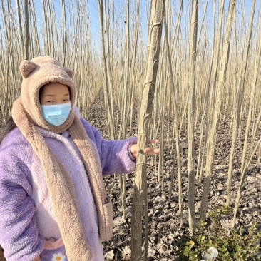 速生杨树苗现场打标现场发货