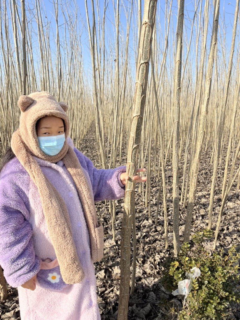 速生杨树苗现场打标现场发货