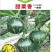 小南瓜种子甜栗香靑花皮黄心南瓜肉紧实香味浓结瓜多