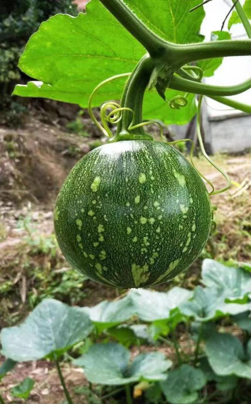 小南瓜种子甜栗香靑花皮黄心南瓜肉紧实香味浓结瓜多