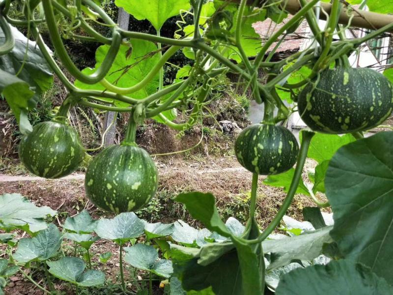 小南瓜种子甜栗香靑花皮黄心南瓜肉紧实香味浓结瓜多