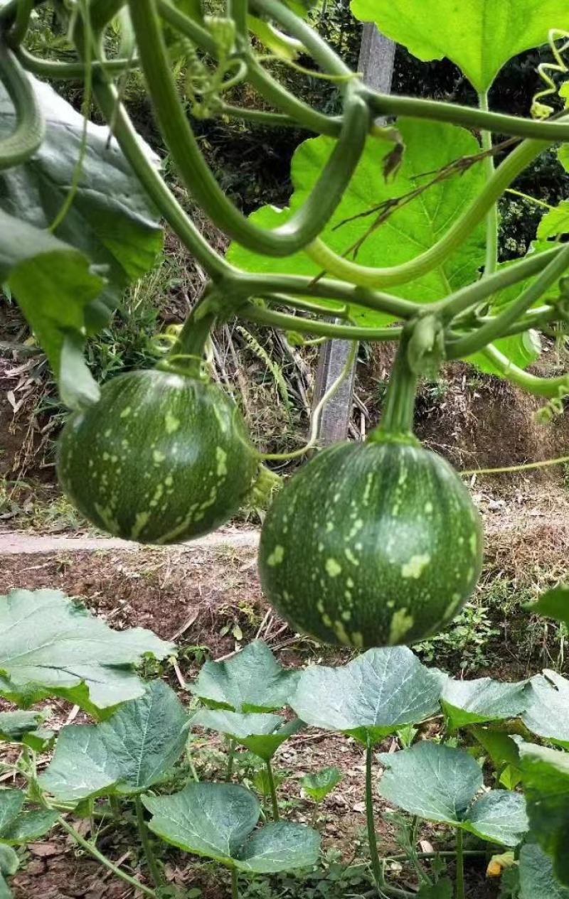 小南瓜种子甜栗香靑花皮黄心南瓜肉紧实香味浓结瓜多
