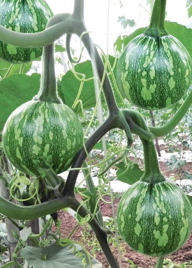 小南瓜种子甜栗香靑花皮黄心南瓜肉紧实香味浓结瓜多