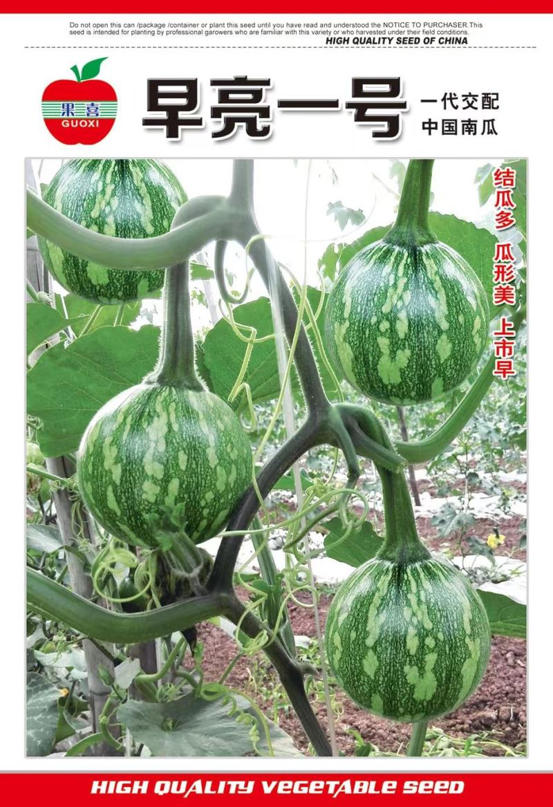小南瓜种子甜栗香靑花皮黄心南瓜肉紧实香味浓结瓜多