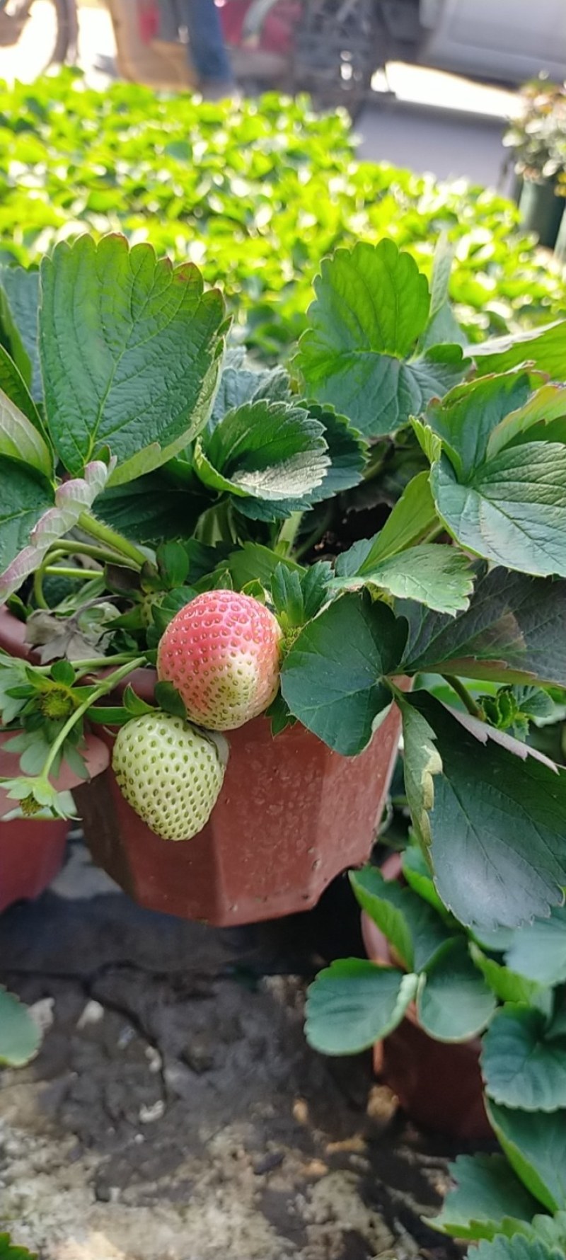 室内外花果苗木绿植盆栽多肉植物