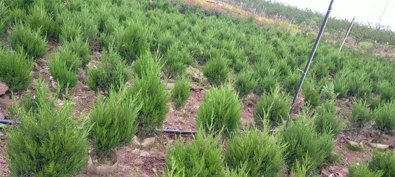 室内外花果苗木绿植盆栽多肉植物