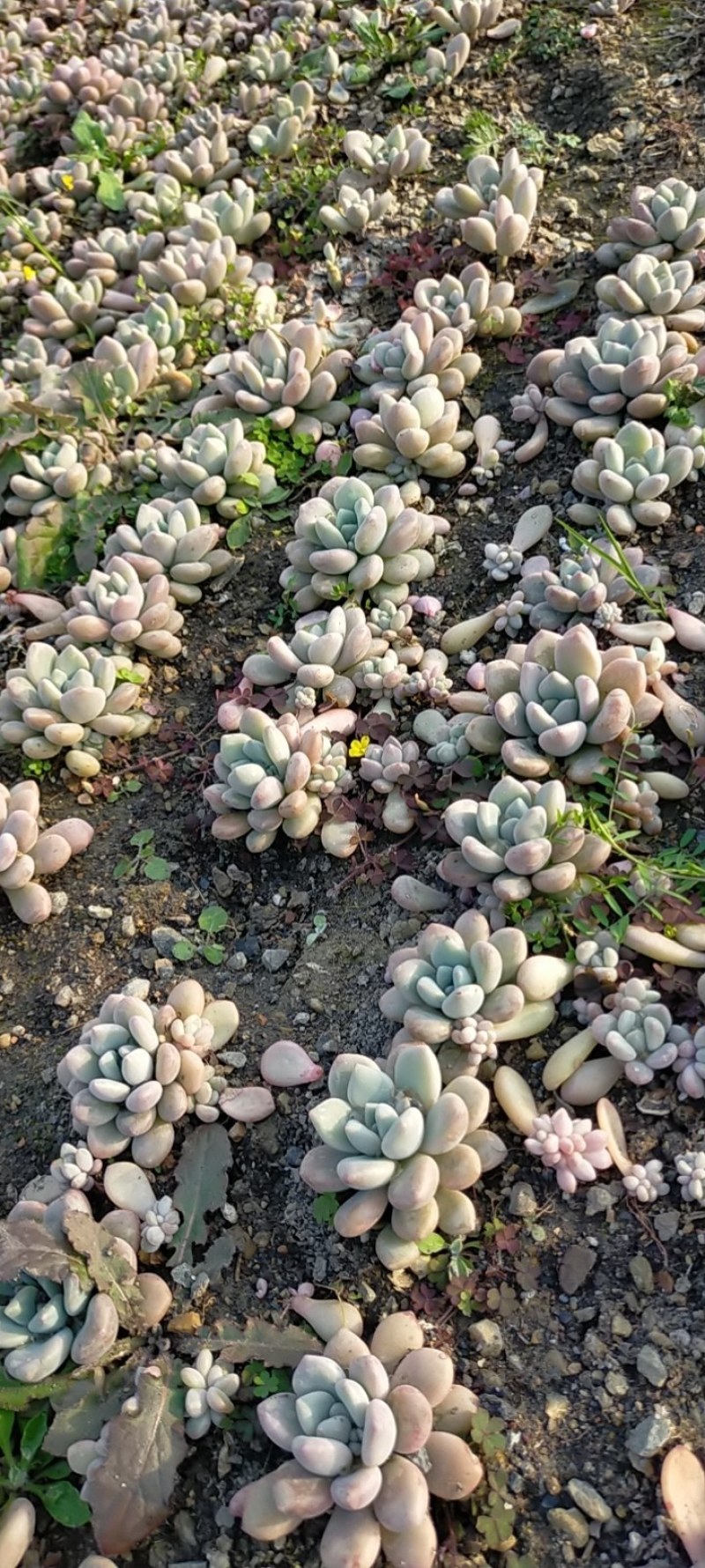 室内外花果苗木绿植盆栽多肉植物