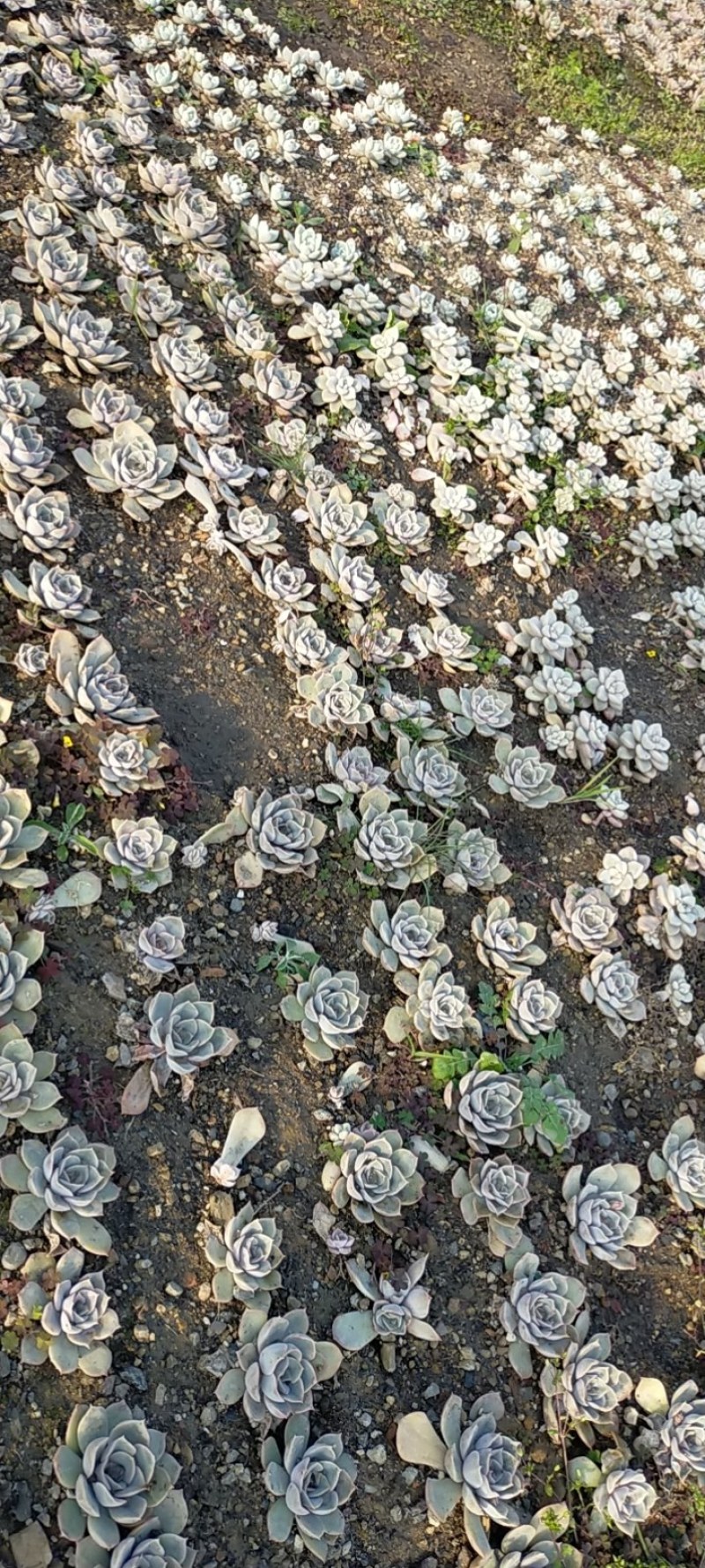 室内外花果苗木绿植盆栽多肉植物