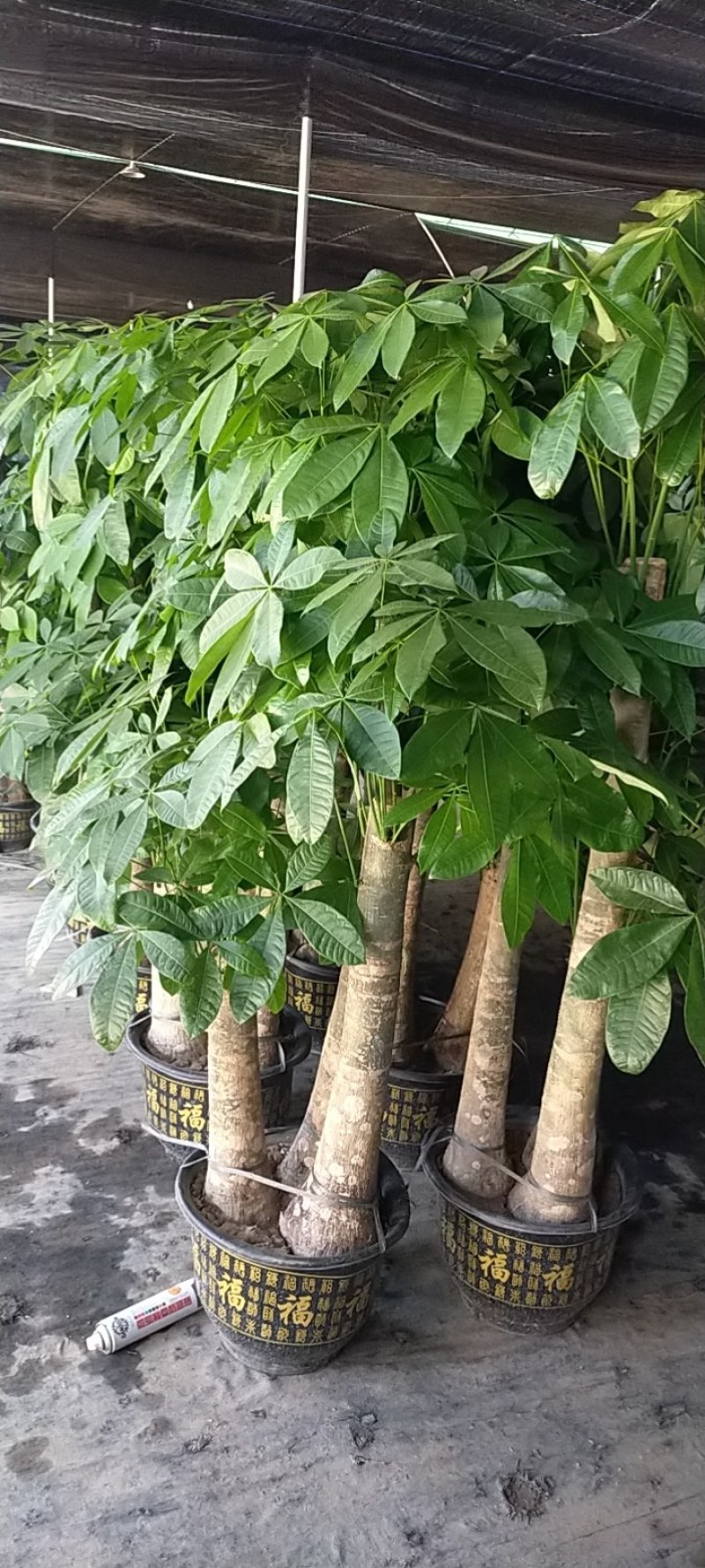 室内外花果苗木绿植盆栽多肉植物