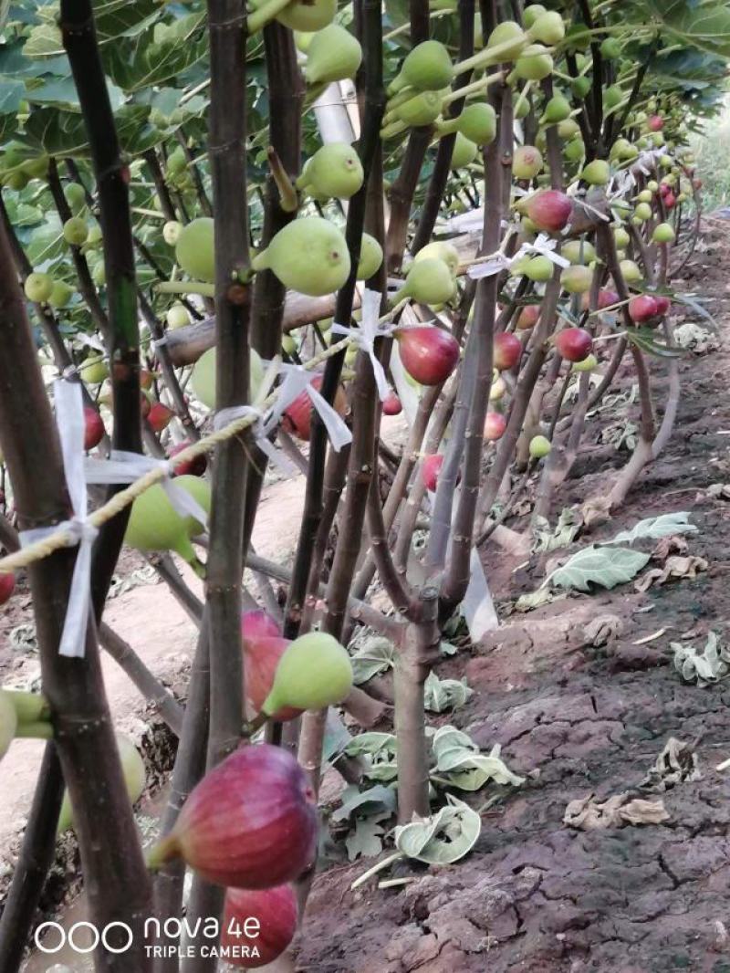 1.5米无花果树苗价格波姬红布兰瑞克无花果树苗