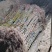 1.5米无花果树苗价格波姬红布兰瑞克无花果树苗