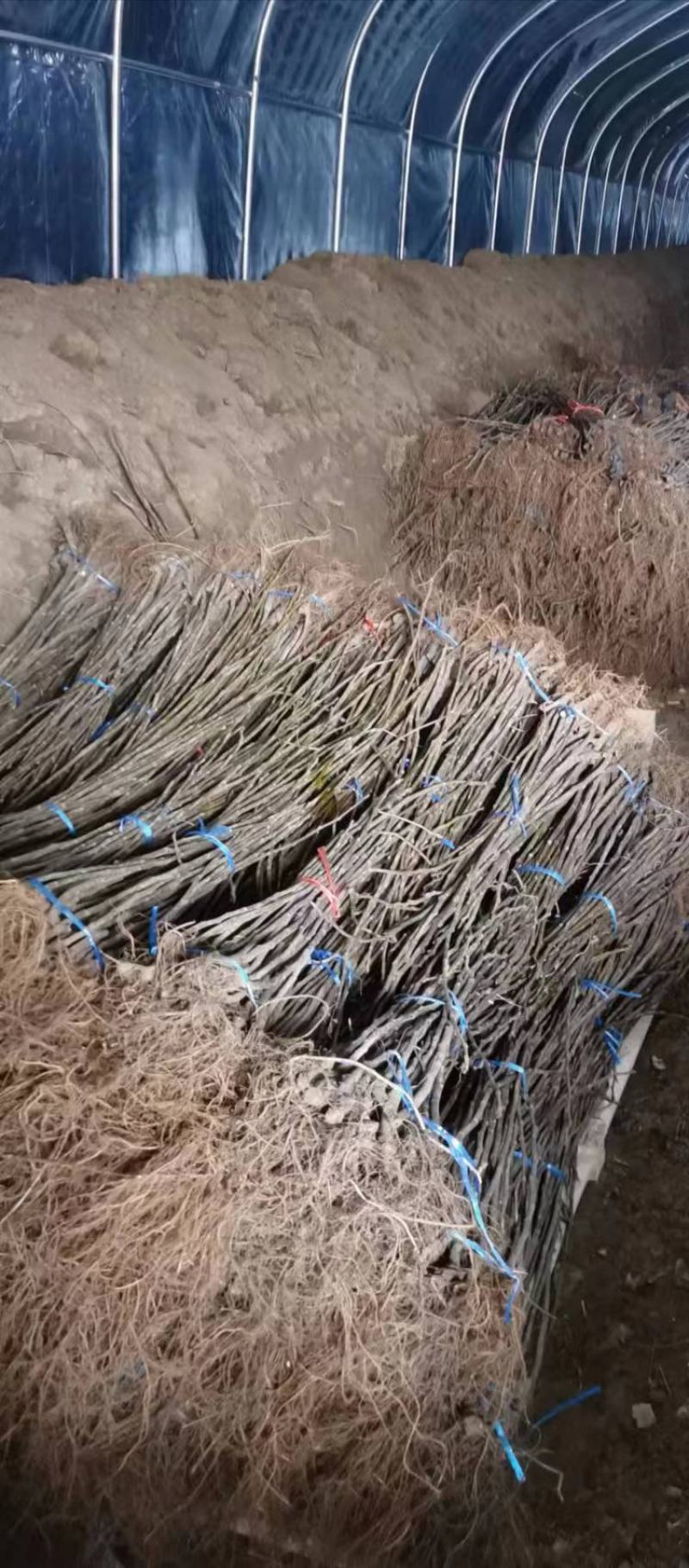1.5米无花果树苗价格波姬红布兰瑞克无花果树苗