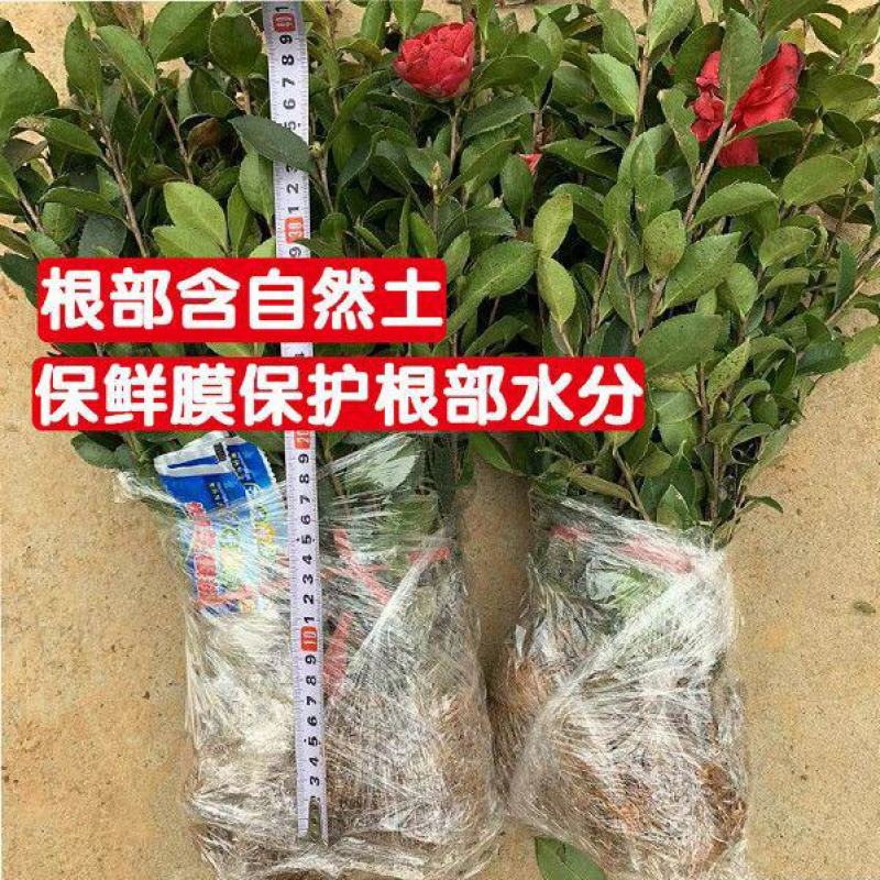 茶梅苗