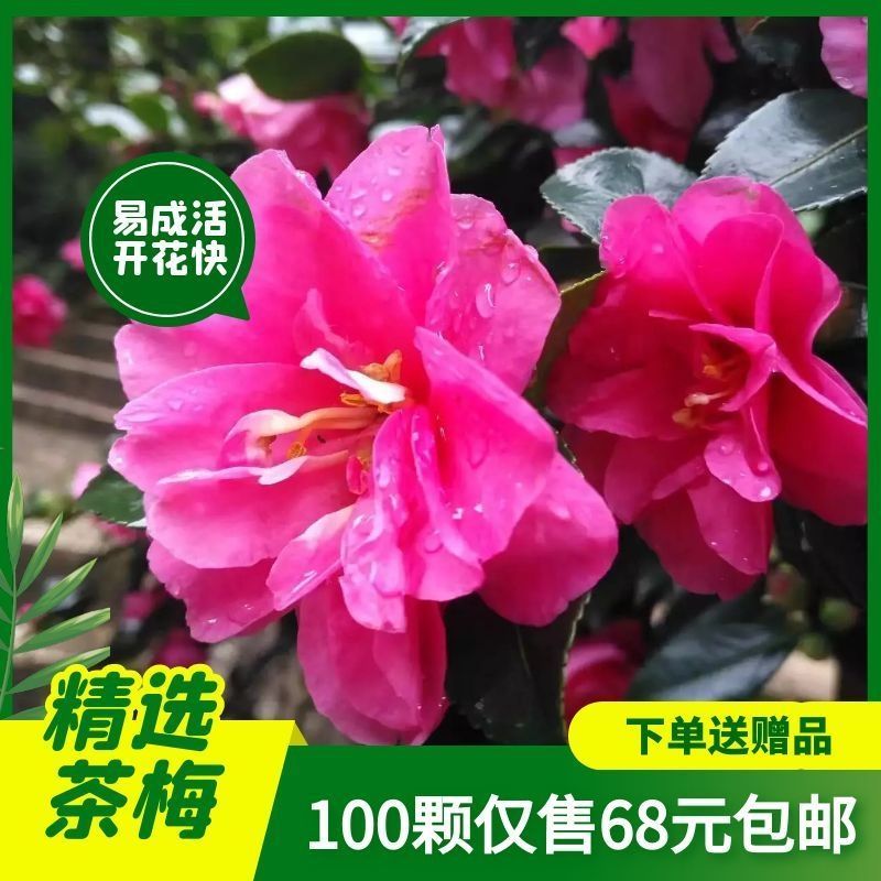 茶梅苗