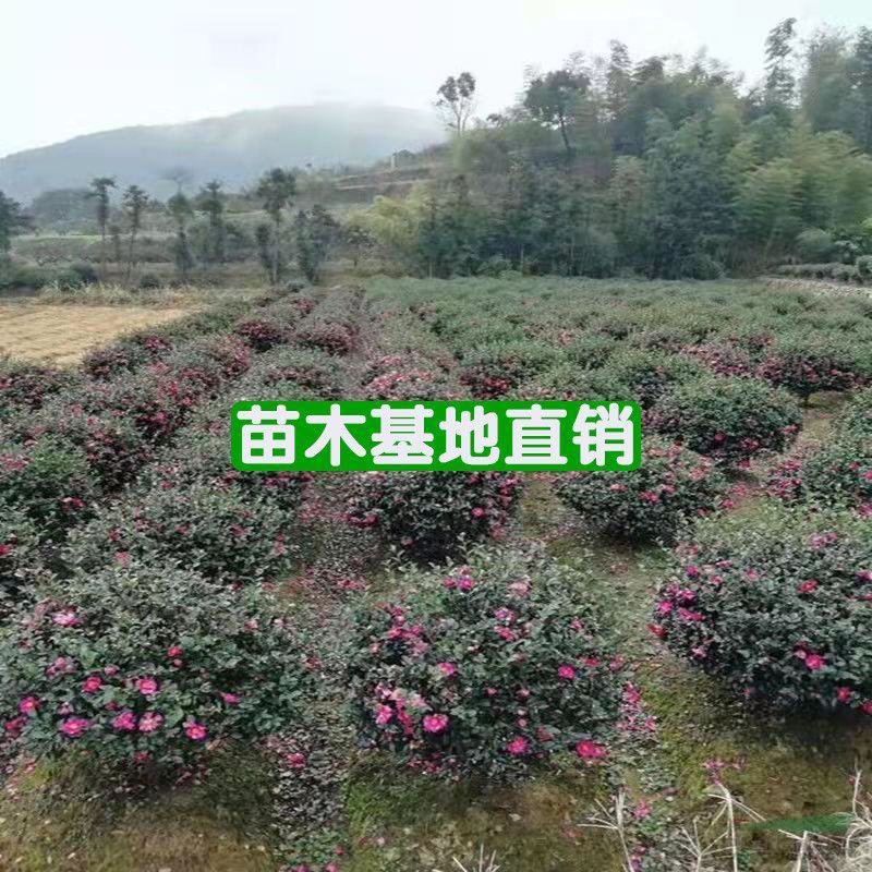 茶梅苗