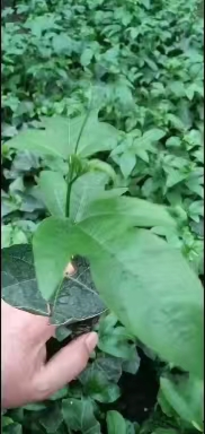 黄金百香果.台农