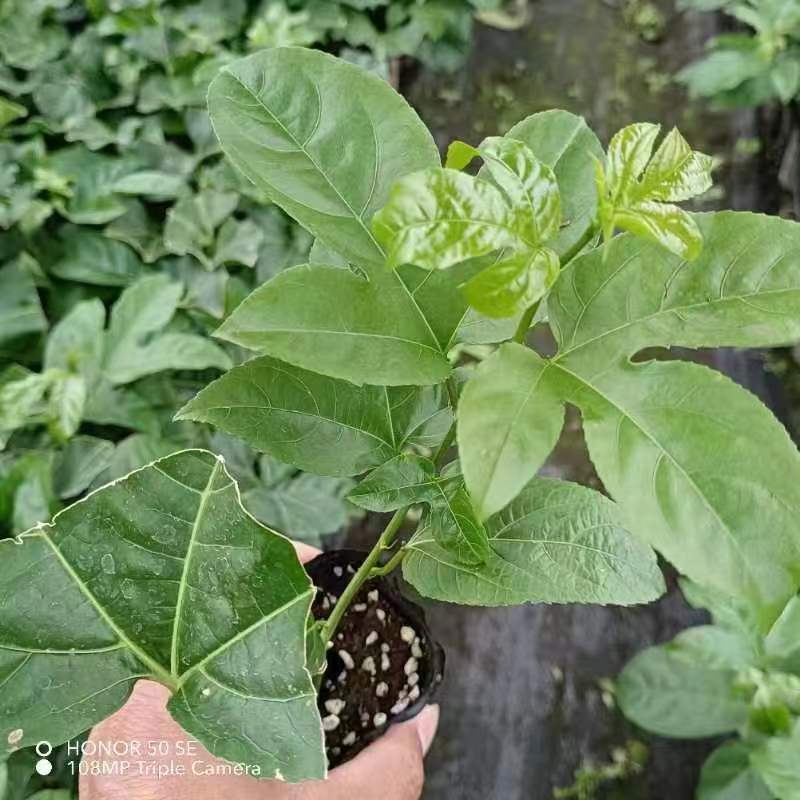 黄金百香果.台农