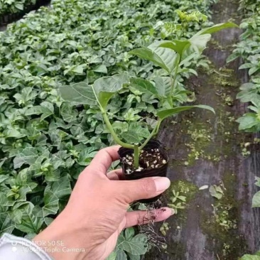 黄金百香果.台农